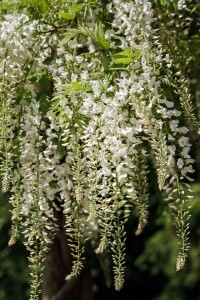 Wisteria sinensis Alba 60- 100 cm