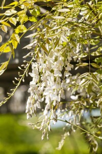 Wisteria sinensis Alba 60- 100 cm