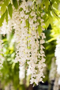 Wisteria sinensis Alba 60- 100 cm