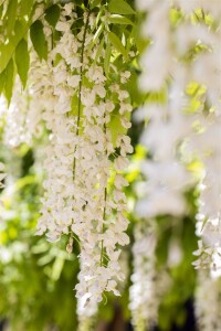 Wisteria sinensis Alba 60- 100 cm