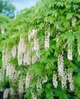 Wisteria sinensis Alba 60- 100 cm