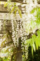 Wisteria sinensis Alba 60- 100 cm