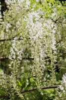 Wisteria sinensis Alba 60- 100 cm