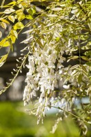 Wisteria sinensis Alba 60- 100 cm