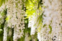 Wisteria sinensis Alba 60- 100 cm