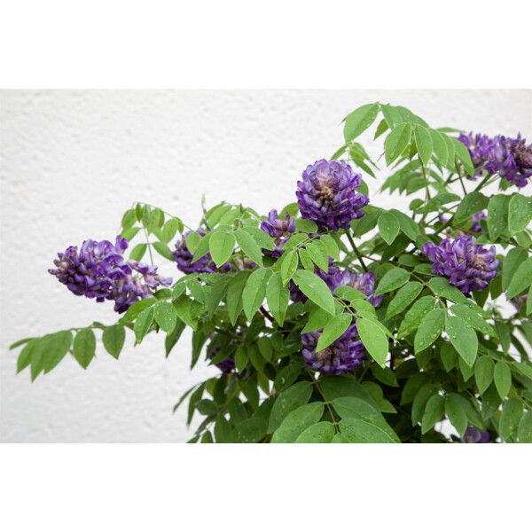Wisteria sinensis Longwood Purple 2L 40- 60