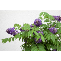 Wisteria sinensis Longwood Purple kräftig...