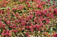 Acaena magellanica 9 cm Topf - Größe nach Saison