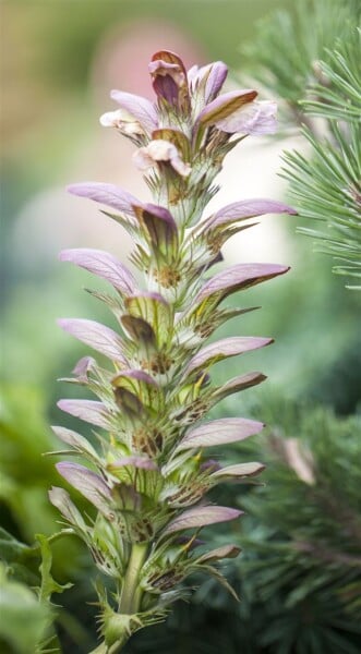 Acanthus hungaricus 9 cm Topf - Größe nach Saison