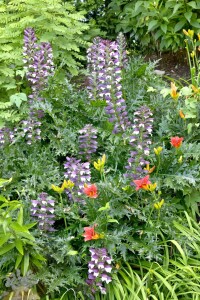 Acanthus hungaricus 9 cm Topf - Größe nach Saison