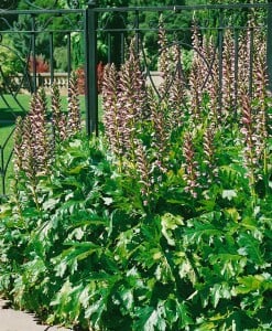 Acanthus hungaricus 9 cm Topf - Größe nach Saison