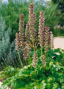 Acanthus hungaricus 9 cm Topf - Größe nach Saison