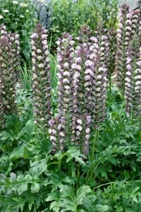 Acanthus hungaricus 9 cm Topf - Größe nach Saison