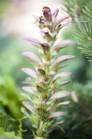 Acanthus hungaricus 9 cm Topf - Größe nach Saison