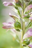 Acanthus hungaricus 9 cm Topf - Größe nach Saison