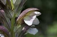 Acanthus hungaricus 9 cm Topf - Größe nach Saison