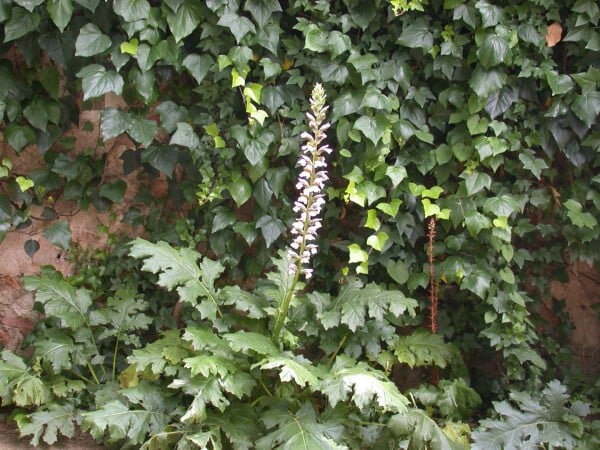 Acanthus mollis 11 cm Topf - Größe nach Saison