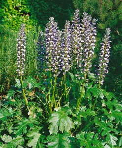 Acanthus mollis 11 cm Topf - Größe nach Saison