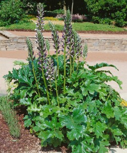 Acanthus mollis 11 cm Topf - Größe nach Saison