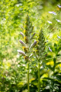 Acanthus mollis 11 cm Topf - Größe nach Saison