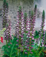 Acanthus mollis 11 cm Topf - Größe nach Saison