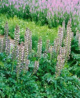 Acanthus mollis 11 cm Topf - Größe nach Saison