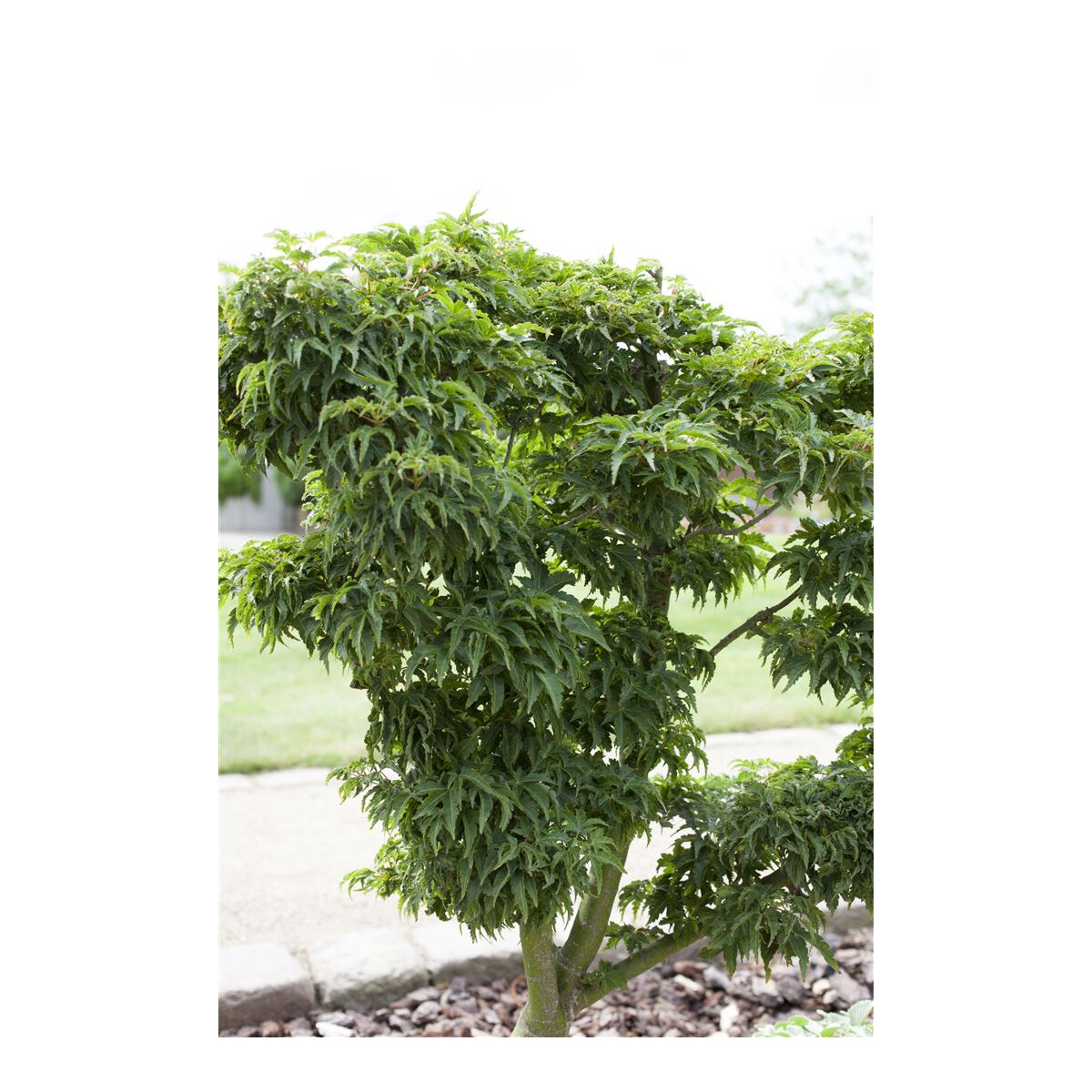 Acer palmatum Kotohime Krone Sth. 80-