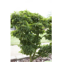 Acer palmatum Kotohime Stammhöhe 80 cm + Krone