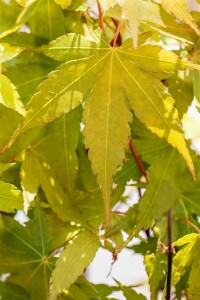 Acer palmatum Sangokaku 40- 60 cm