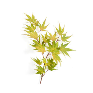 Acer palmatum Sangokaku C 40-60