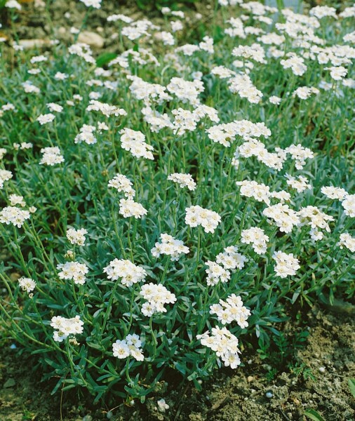 Achillea ageratifolia 9 cm Topf - Größe nach Saison