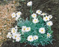 Achillea ageratifolia 9 cm Topf - Größe nach Saison