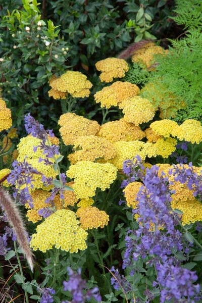 Achillea clypeolata Schwellenburg 9 cm Topf - Größe nach Saison