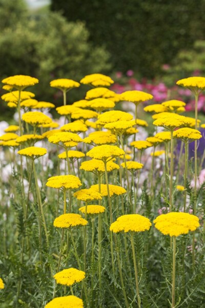 Achillea filipendulina Cloth of Gold 9 cm Topf - Größe nach Saison