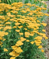 Achillea filipendulina Cloth of Gold 9 cm Topf - Größe nach Saison