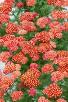 Achillea filipendulina Feuerland 9 cm Topf - Größe nach Saison