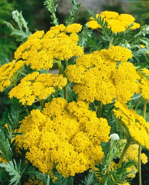 Achillea filipendulina Helios 9 cm Topf - Größe nach Saison