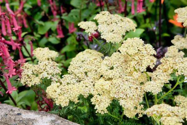 Achillea filipendulina Hella Glashoff 9 cm Topf - Größe nach Saison