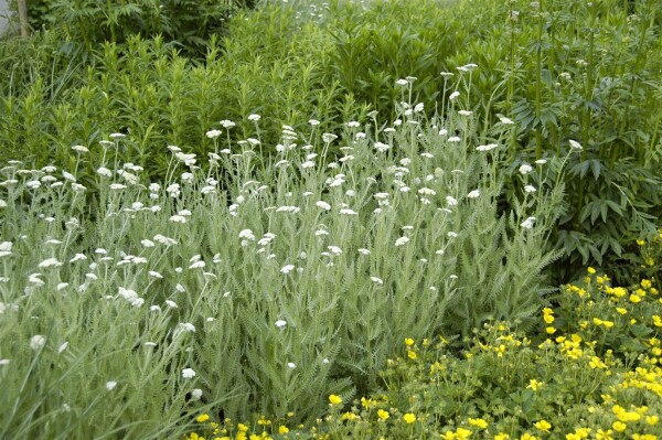 Achillea millefolium 9 cm Topf - Größe nach Saison