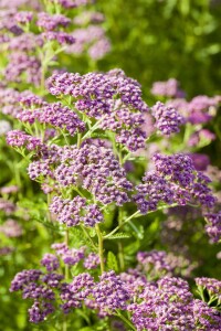 Achillea millefolium 9 cm Topf - Größe nach Saison