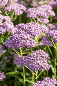 Achillea millefolium 9 cm Topf - Größe nach Saison