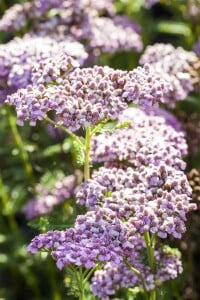 Achillea millefolium 9 cm Topf - Größe nach Saison