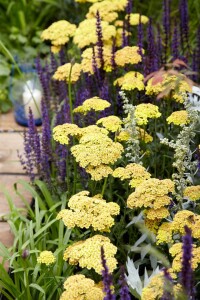 Achillea millefolium 9 cm Topf - Größe nach Saison