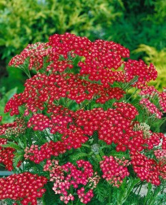 Achillea millefolium 9 cm Topf - Größe nach Saison