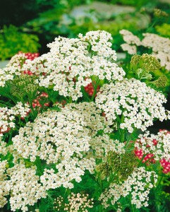 Achillea millefolium 9 cm Topf - Größe nach Saison