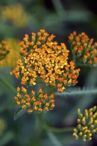 Achillea millefolium 9 cm Topf - Größe nach Saison