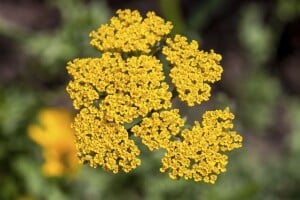 Achillea millefolium 9 cm Topf - Größe nach Saison