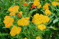 Achillea millefolium 9 cm Topf - Größe nach Saison