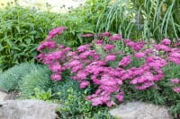 Achillea millefolium 9 cm Topf - Größe nach Saison