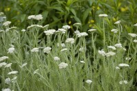 Achillea millefolium 9 cm Topf - Größe nach Saison